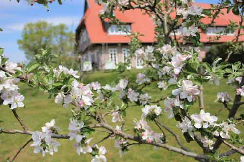 een boom met roze bloemen voor een huis bij Landhaus Fünfseen in Funfseen