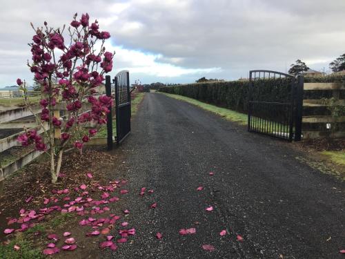 Droga z różowymi kwiatami na ziemi obok bramy w obiekcie Self Contained Cottage Pukekohe w Auckland