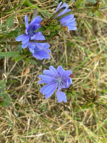 un gruppo di fiori blu nell'erba di Haus Masur a Mikołajki