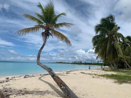 due palme su una spiaggia con l'oceano di Casa Rural El Paraíso de Saona a Mano Juan