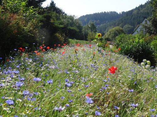 Un paisaje natural cerca de la pensión