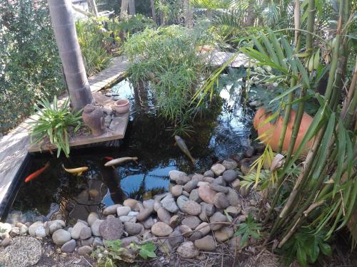 um jardim com um lago de carpas com rochas e plantas em Lautan Cronulla Beach em Cronulla