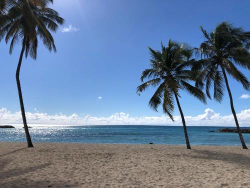 dos palmeras en una playa con el océano en Studio de standing au Gosier, en Le Gosier