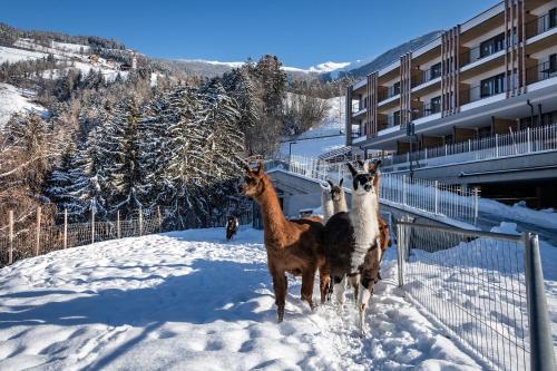 Animales en el hotel o alrededores