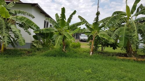 Um jardim em Les HIBISCUS