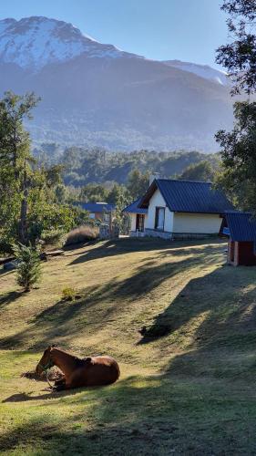 un cheval pondant dans l'herbe devant une maison dans l'établissement Cabañas & Aparts Lancuyen, Villa de Montaña, à Villa La Angostura