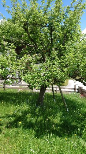 A garden outside Ferienhaus Hohe Tauern in Piesendorf