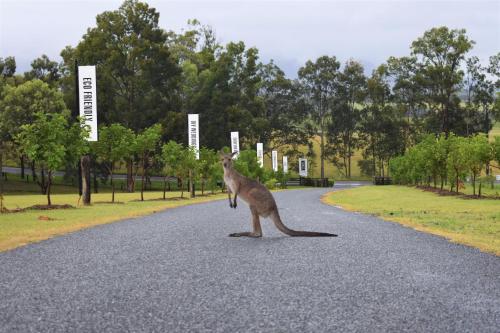 Animales en el hotel o alrededores