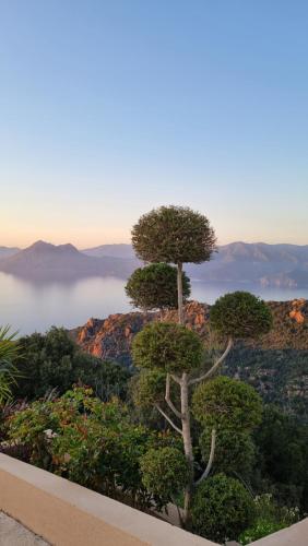 uma árvore no topo de uma colina com vista em Résidence Le Bella Vista em Piana