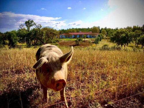 un cerdo parado en un campo junto a una valla en Cerro da Campaniça, en Santiago do Cacém