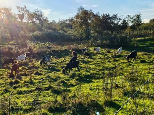 una manada de animales que pastan en un campo en Cerro da Campaniça, en Santiago do Cacém