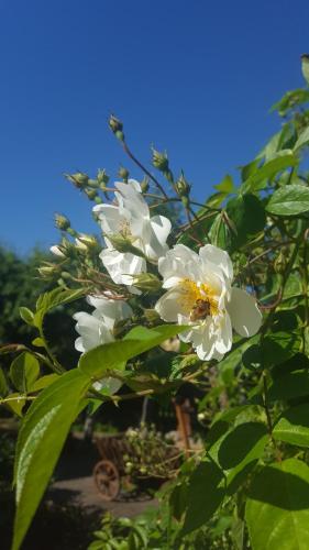 um ramo de flores brancas numa árvore em Pas Birute em Kaunas