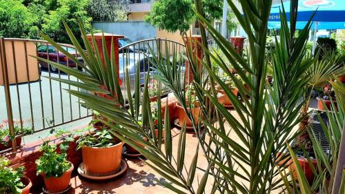 une bande de plantes en pot assise sur un balcon dans l'établissement Adri Guest House, à Nessebar