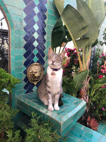 een kat op een bankje in een tuin bij Riad Marhaba in Rabat