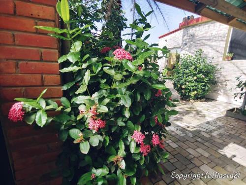 Garður fyrir utan Résidence des hibiscus-roses: jardin, piscine...