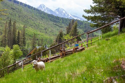 uma ovelha em pé numa colina num campo em Goralturist em Ždiar