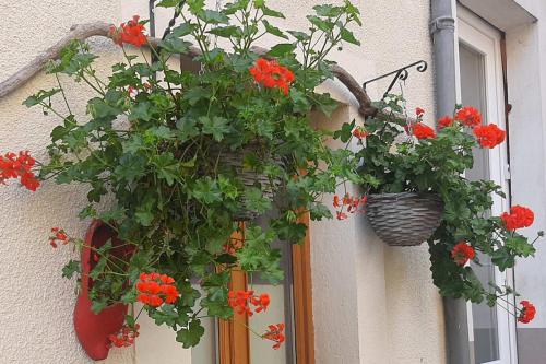 two hanging baskets with red flowers on a building at Golden Lion in Bouillon