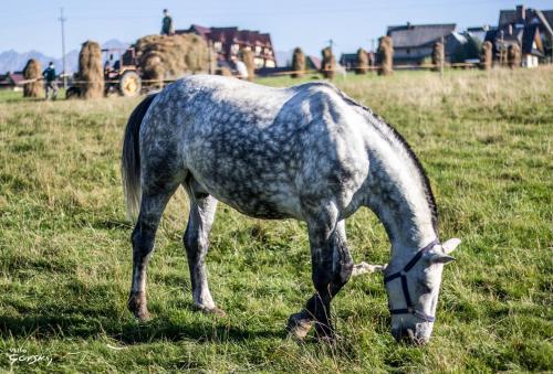 um cavalo cinzento a comer relva num campo em Apartament Gorsky em Poronin