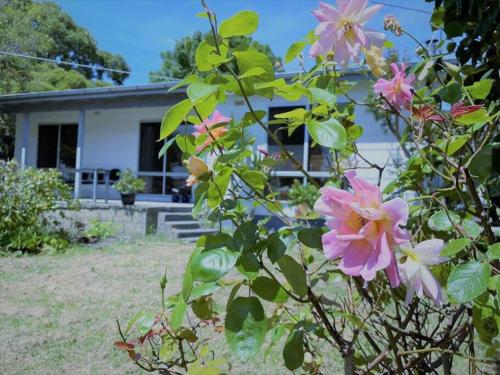 einen Busch mit rosa Blumen vor einem Haus in der Unterkunft Apollo bay Holiday House in Apollo Bay