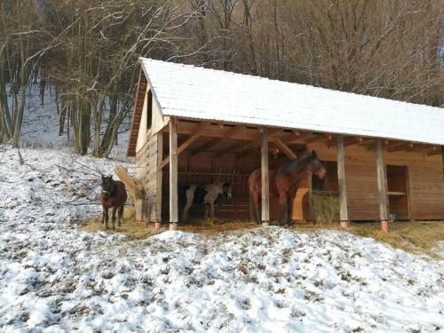 MatiaškaにあるOddychový pobyt na rodinnej farmeの三頭の馬が雪の納屋の外に立っている