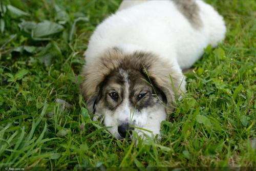 een bruine en witte hond in het gras bij Inspire View in Bran