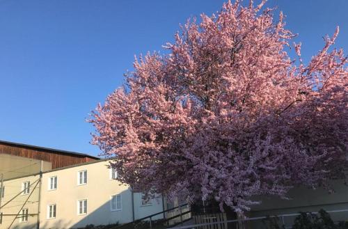 Foto da galeria de Landpension Gschwantner em Lengenfeld