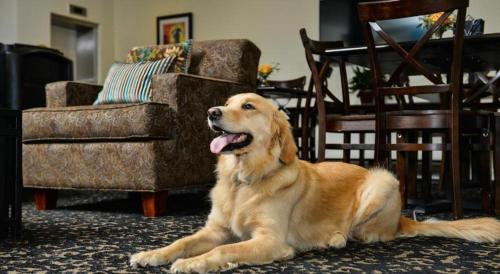 un chien brun couchant au sol dans un salon dans l'établissement St Charles Inn, Superior Hotel, à La Nouvelle-Orléans