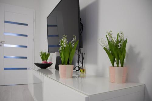 een witte plank met drie planten in roze vazen bij Apartament Wrocław Borowska in Wrocław