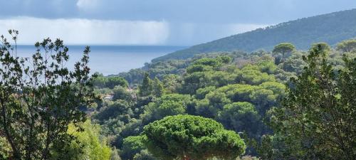 a forest filled with lots of trees next to the ocean at La Mandorla Salata in Capoliveri