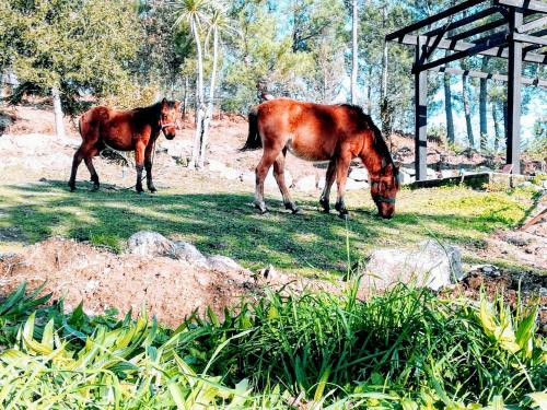 Animais na hospedagem domiciliar ou nos arredores