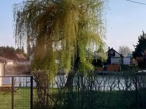 een huilende wilg die boven een lichaam van water hangt bij Nefelejcs Nyaraló-Vendégház in Dunasziget