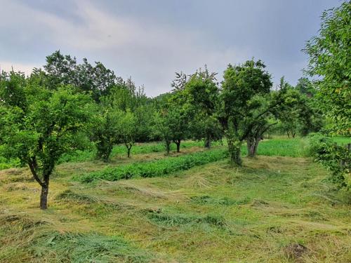 a row of trees in a field with grass at Livada lui Papu in Izvoarele