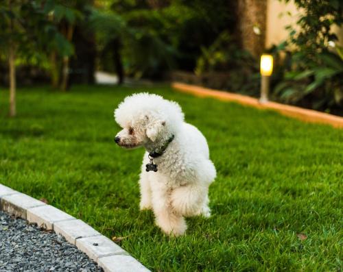 Huéspedes con una o varias mascotas en Caracoral Hotel Boutique