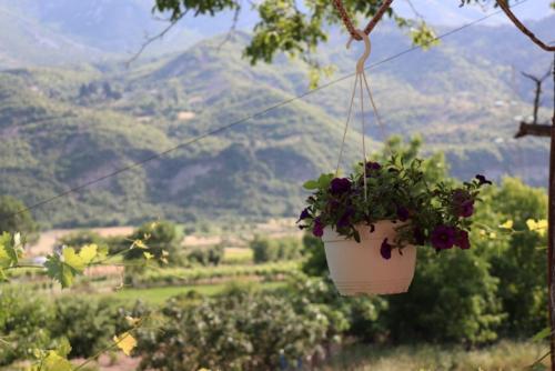 un pot de fleurs suspendu à un arbre dans l'établissement Bujtina Polimen, à Përmet