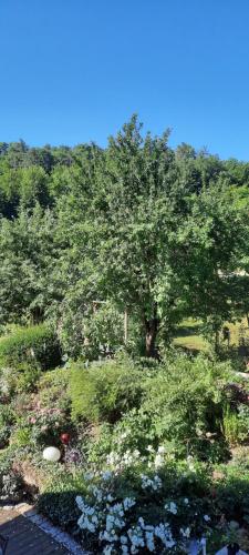 un jardín con un árbol y muchas flores en Ferienwohnung An der Karlskuppe, en Eisenach