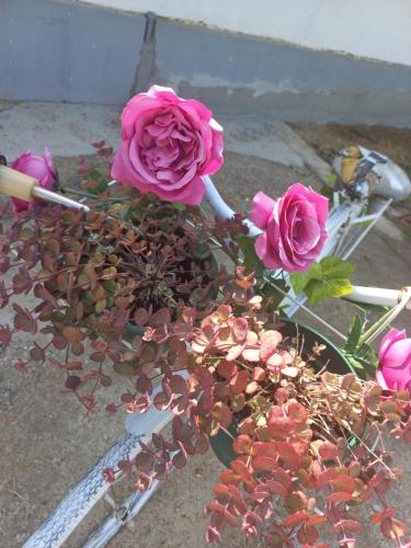 um vaso cheio de flores cor-de-rosa sobre uma mesa em Dvorska oaza em Sremski Karlovci