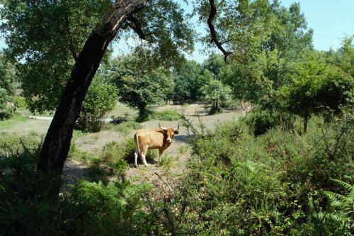 Animales en el departamento o alrededores