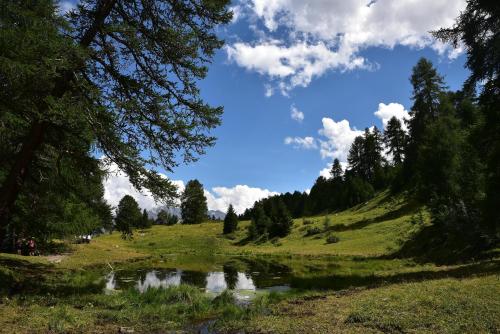 staw na polu z drzewami na wzgórzu w obiekcie Tgesa Sunnmatt 24 w mieście Savognin