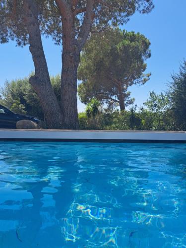 a pool of blue water with trees in the background at Edith et Jean-Paul in Porto-Vecchio