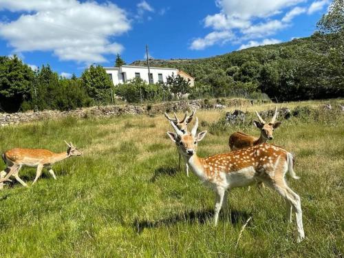 un grupo de ciervos parados en un campo en Quinta do Borges 2, en Guarda