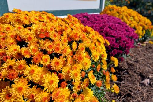 un montón de flores amarillas y naranjas sentados uno al lado del otro en Grant Street Inn - Bloomington, en Bloomington