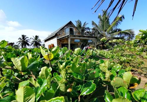 Garður fyrir utan Afro Beach Eco Resort Butre