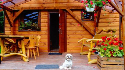 a small dog sitting in front of a cabin at Cztery Pory Roku - Domek 