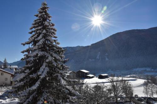 カンポ・ディ・トレンスにあるChalet & Appartement Zingerlehof Trensの雪に覆われた松の木