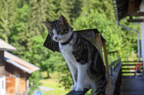 Thú nuôi lưu trú tại "0" Sterne Hotel Weisses Rössl in Leutasch/Tirol