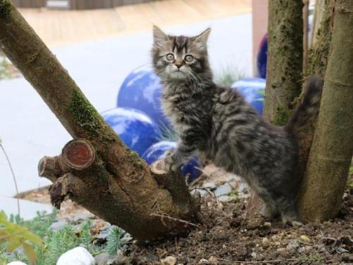 een kitten op de top van een boomtak bij Le Corrigot in Pierry