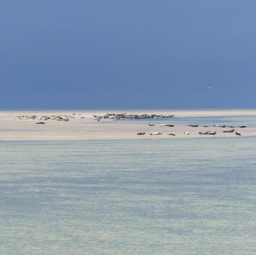 un gruppo di animali su una spiaggia vicino all'acqua di vue mer a Berck-sur-Mer