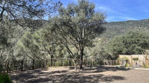 uma árvore num quintal ao lado de uma cerca em N8 Maison T2 climatisé em Ajaccio