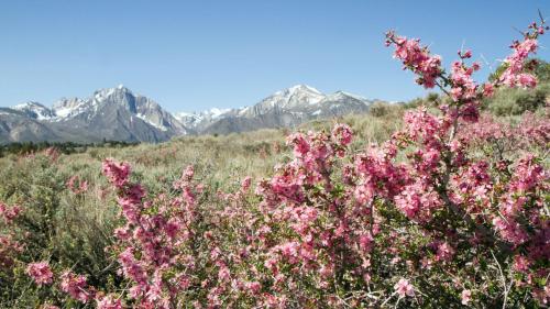 a field of pink flowers with mountains in the background at Residence Nube D'Argento in Sestriere