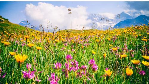 a field of flowers with mountains in the background at Residence Nube D'Argento in Sestriere